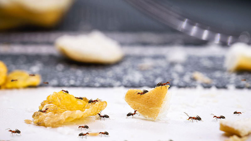 муравьи в ресторане на столе