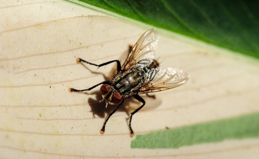 муха на листе растения