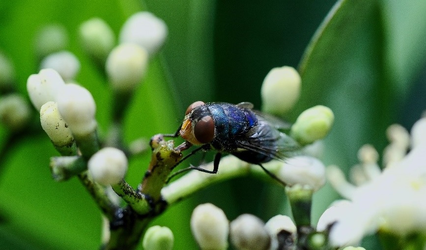 муха на цветке